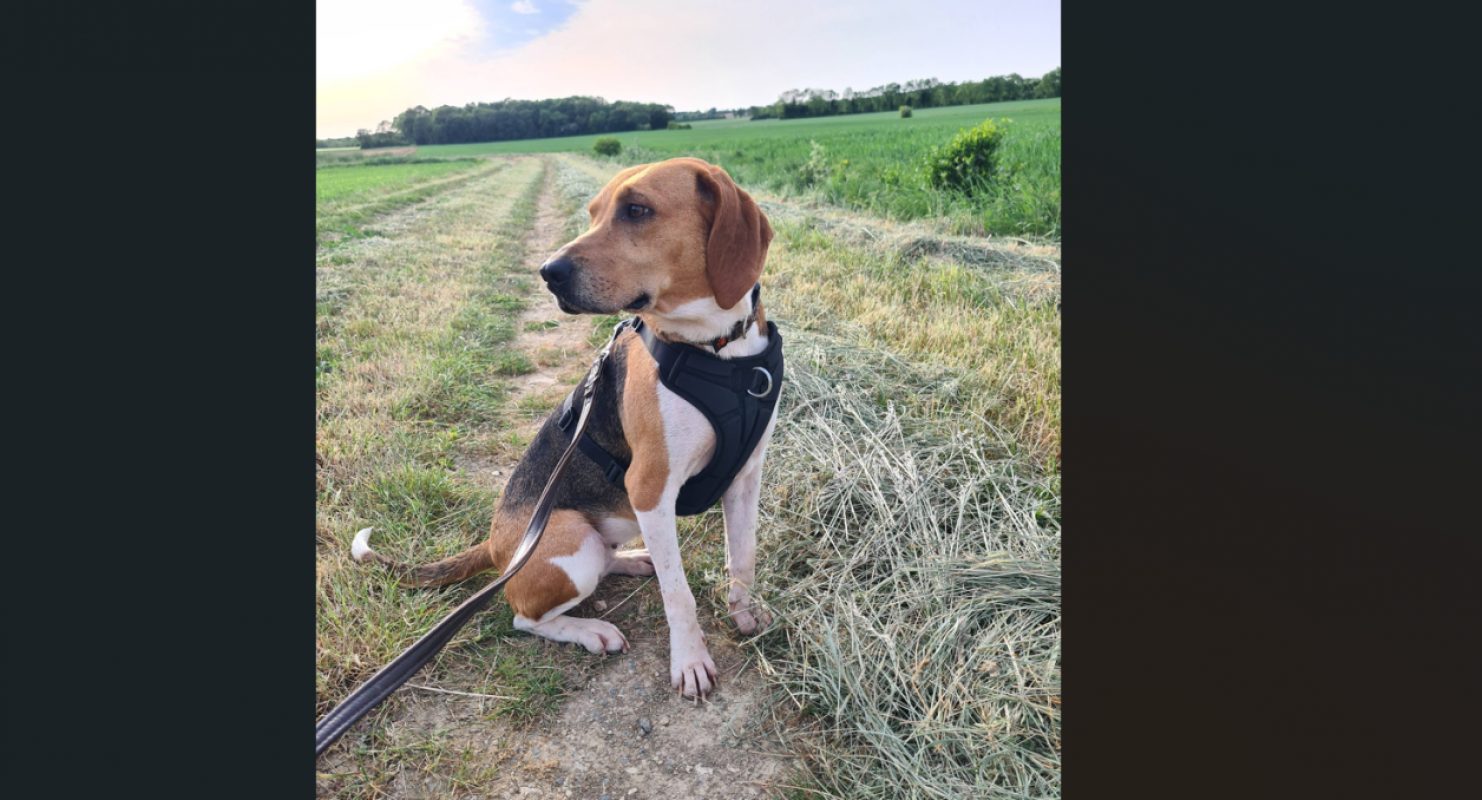 Uranie - Chien Beagle à adopter - photo 2
