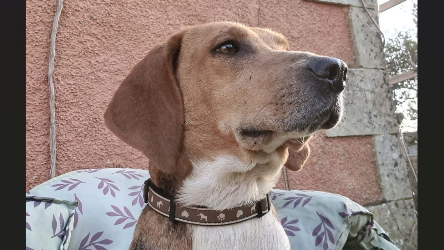 Uranie - Chien Beagle à adopter - photo 3