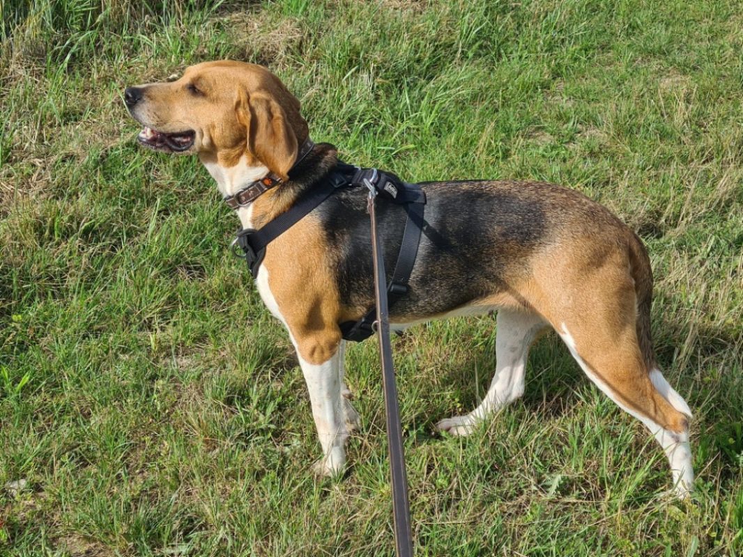 Uranie - Chien Beagle à adopter - photo 4