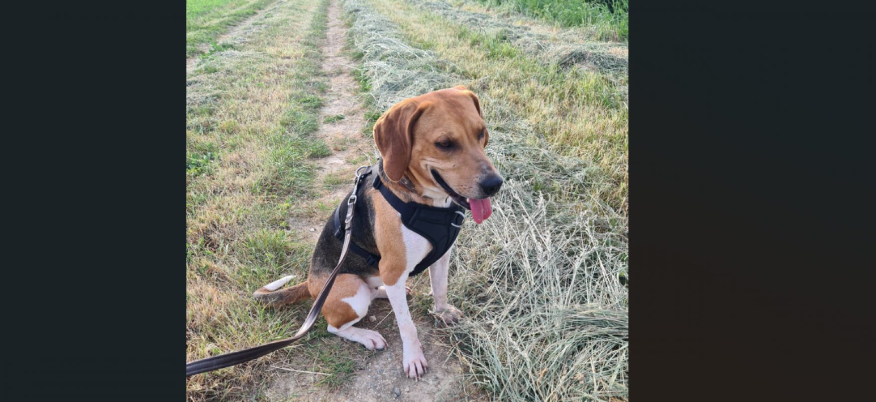 Uranie - Chien Beagle à adopter - photo 5