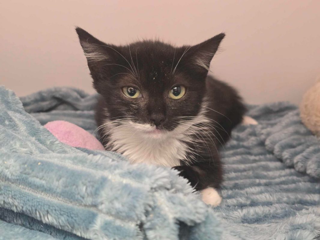 Ivy - Chat Européen à adopter