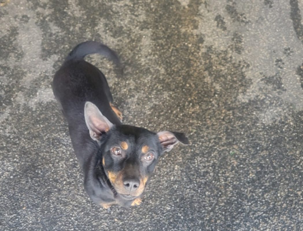 Kusco - Chien à adopter
