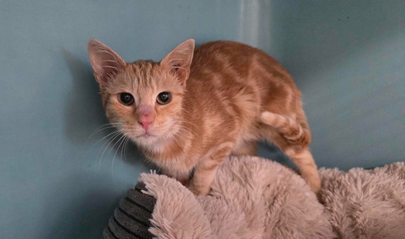 Abby - Chat Européen à adopter