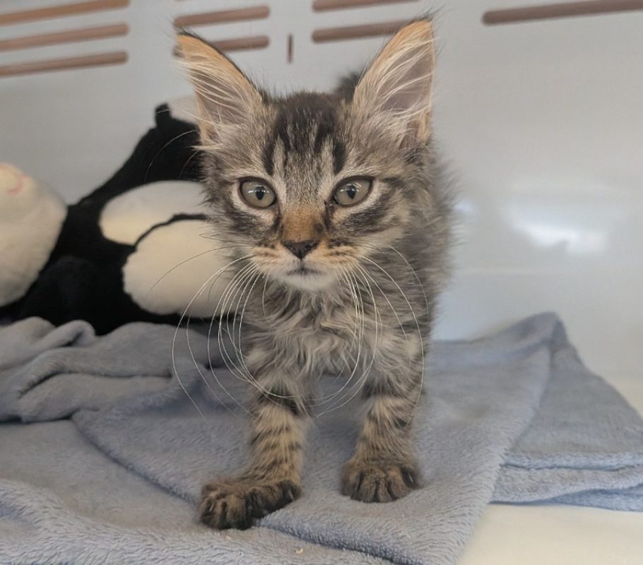 Pika - Chat Européen à adopter