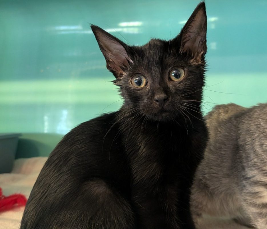 Minata - Chat Européen à adopter