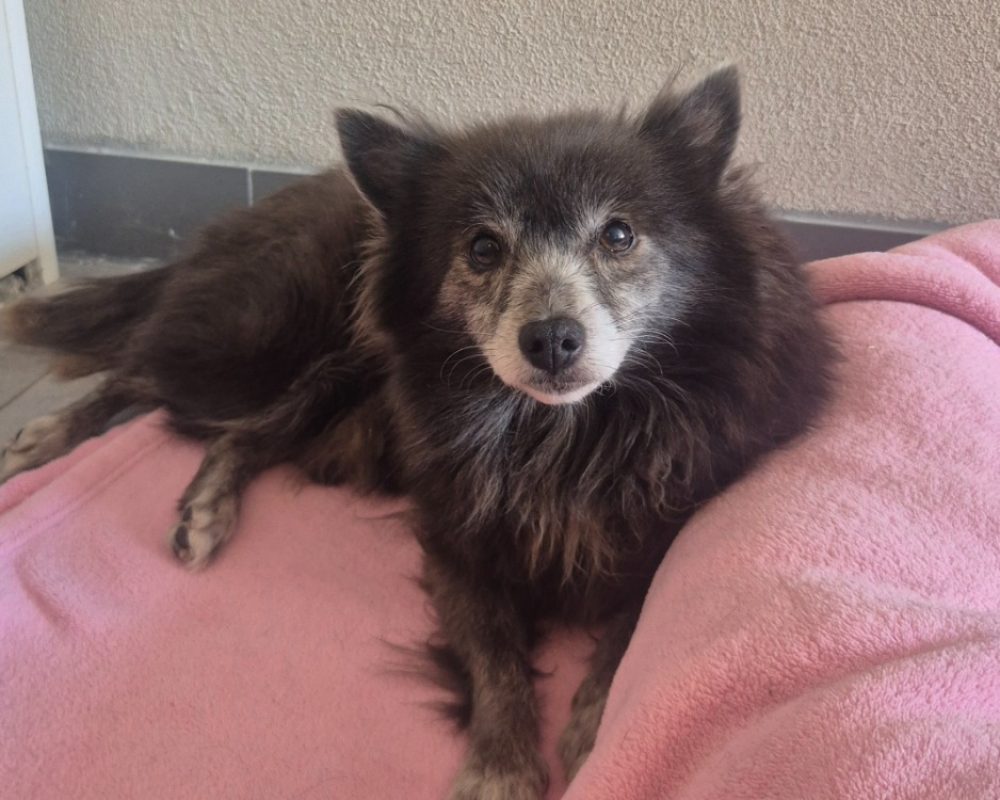Lassie - Chien Spitz Allemand à adopter