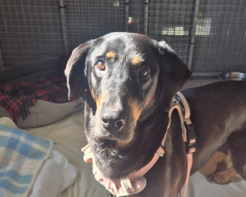 Ina - Chien à adopter