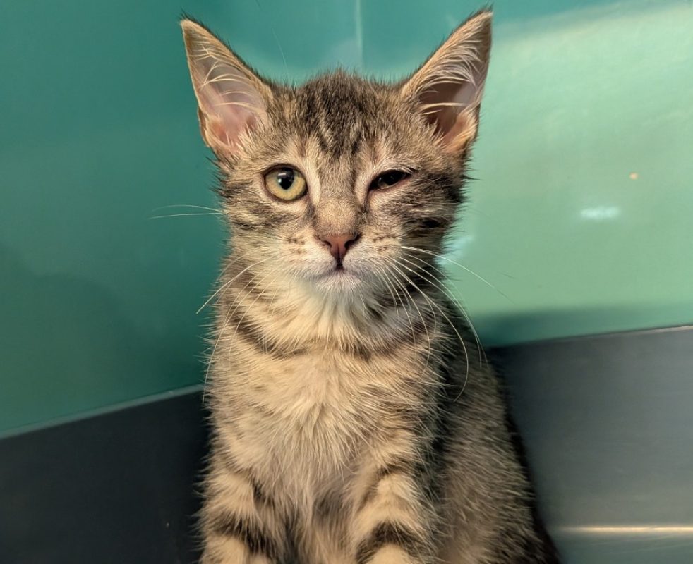 Daty - Chat Européen à adopter