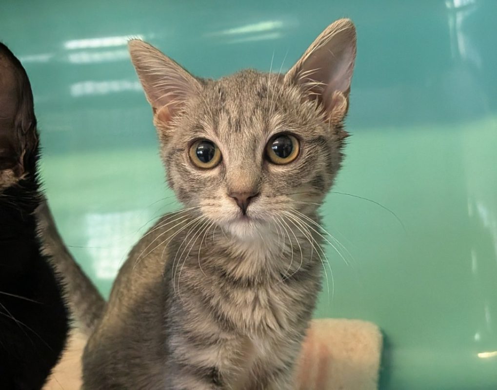 Lexa - Chat Européen à adopter