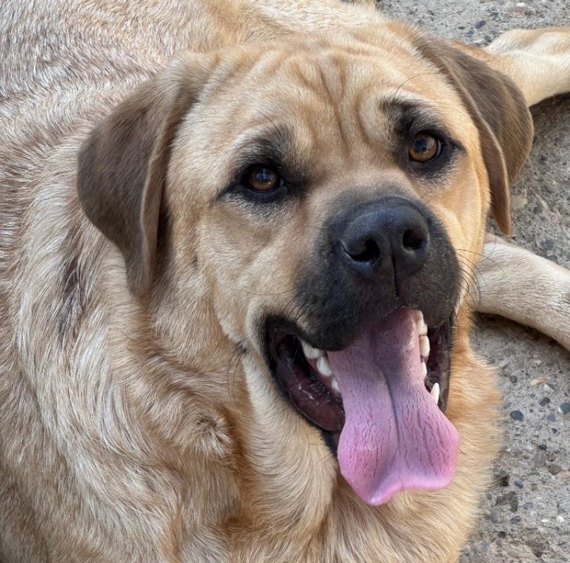 Shifu - Chien à adopter