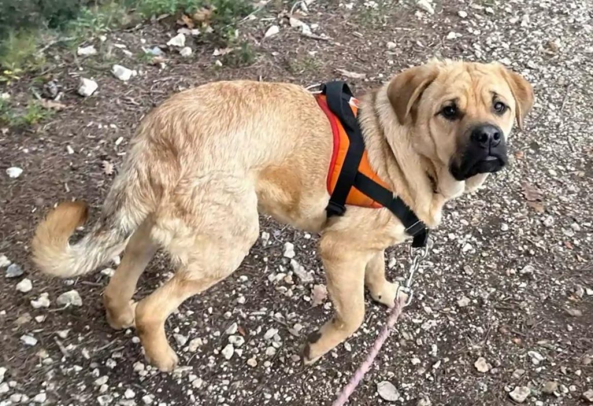 Shifu - Chien à adopter - photo 2