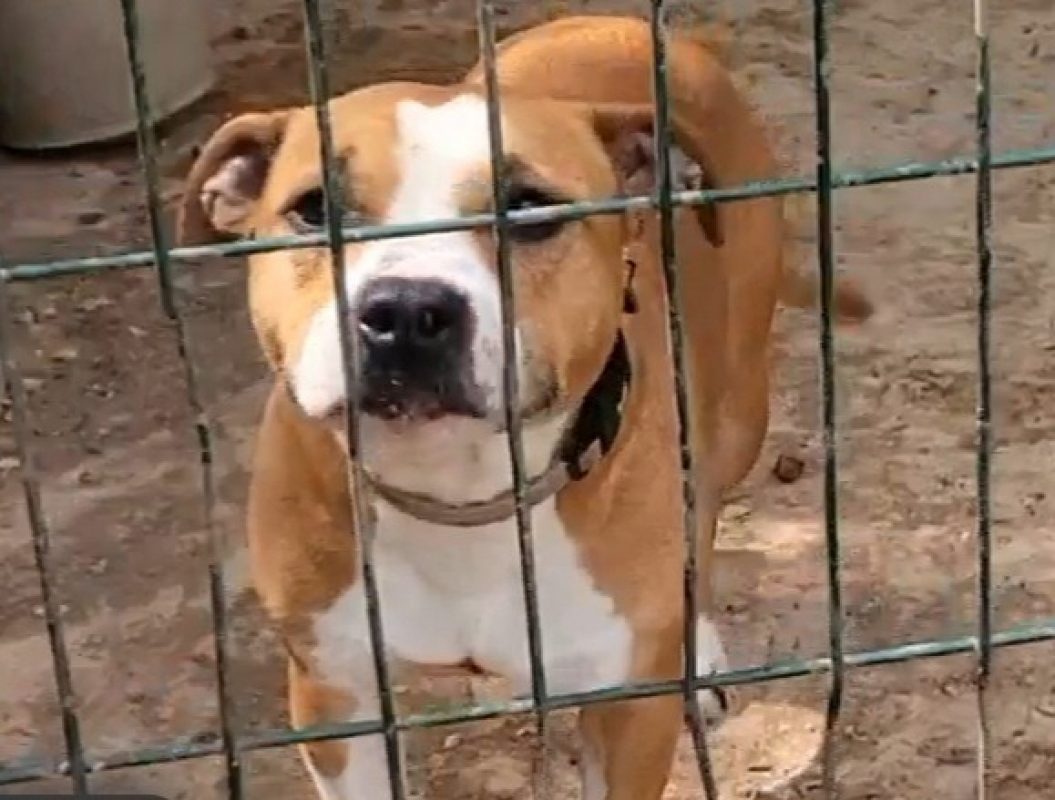 Ania - Chien à adopter
