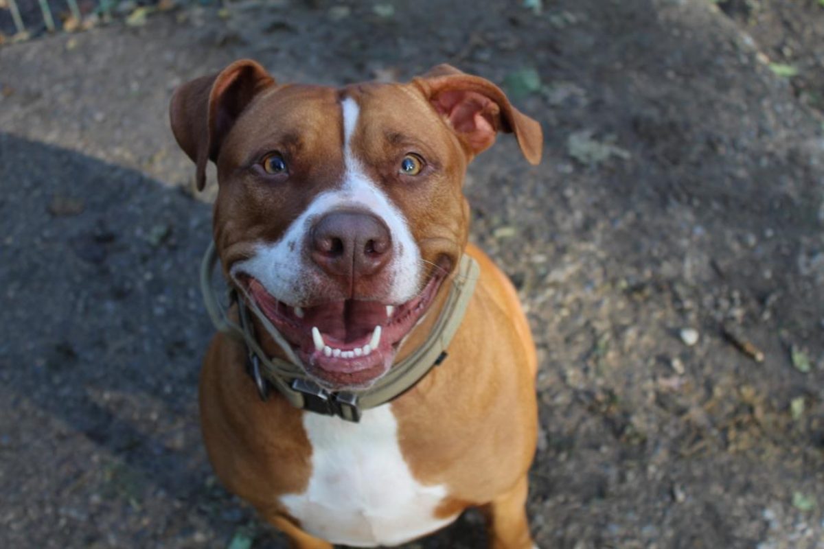 Mila - Chien Bouledogue Américain à adopter