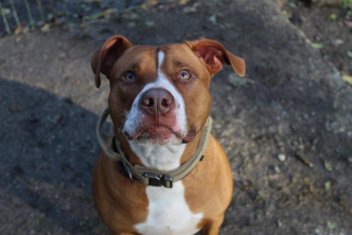 Mila - Chien Bouledogue Américain à adopter - photo 2