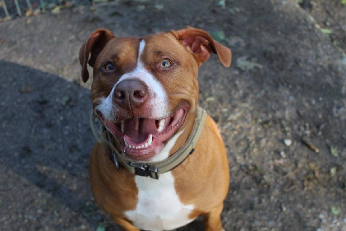 Mila - Chien Bouledogue Américain à adopter - photo 3