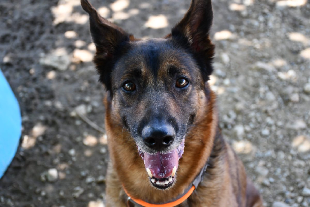 Mila - Chien Berger Belge Malinois à adopter