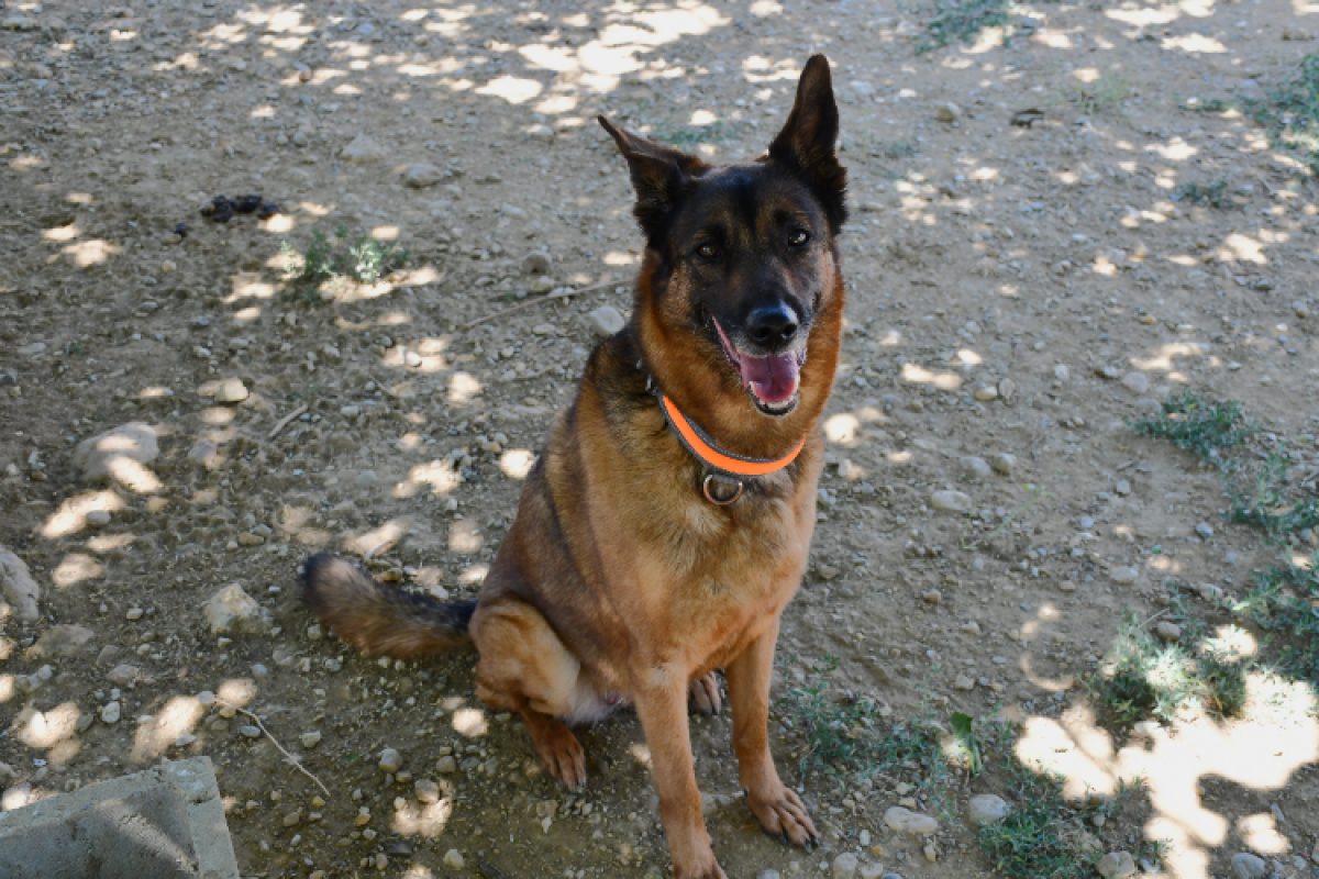 Mila - Chien Berger Belge Malinois à adopter - photo 2