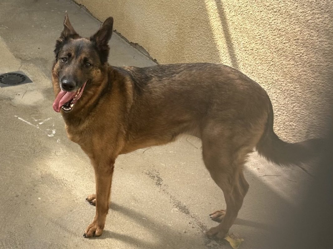 Mila - Chien Berger Belge Malinois à adopter - photo 3