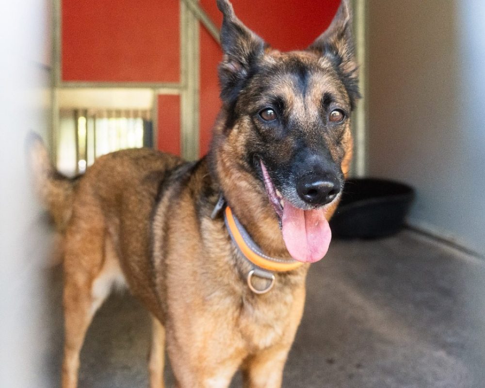 Mila - Chien Berger Belge Malinois à adopter