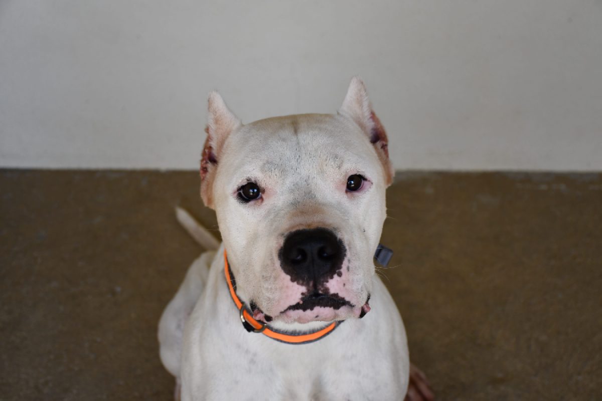 Dogo - Chien Dogue Argentin à adopter