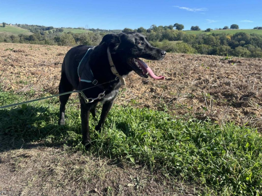 Beto - Chien à adopter