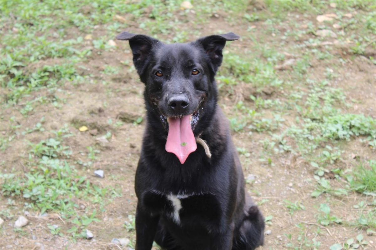 Beto - Chien à adopter - photo 2
