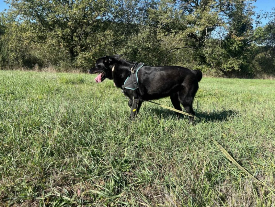 Beto - Chien à adopter - photo 3