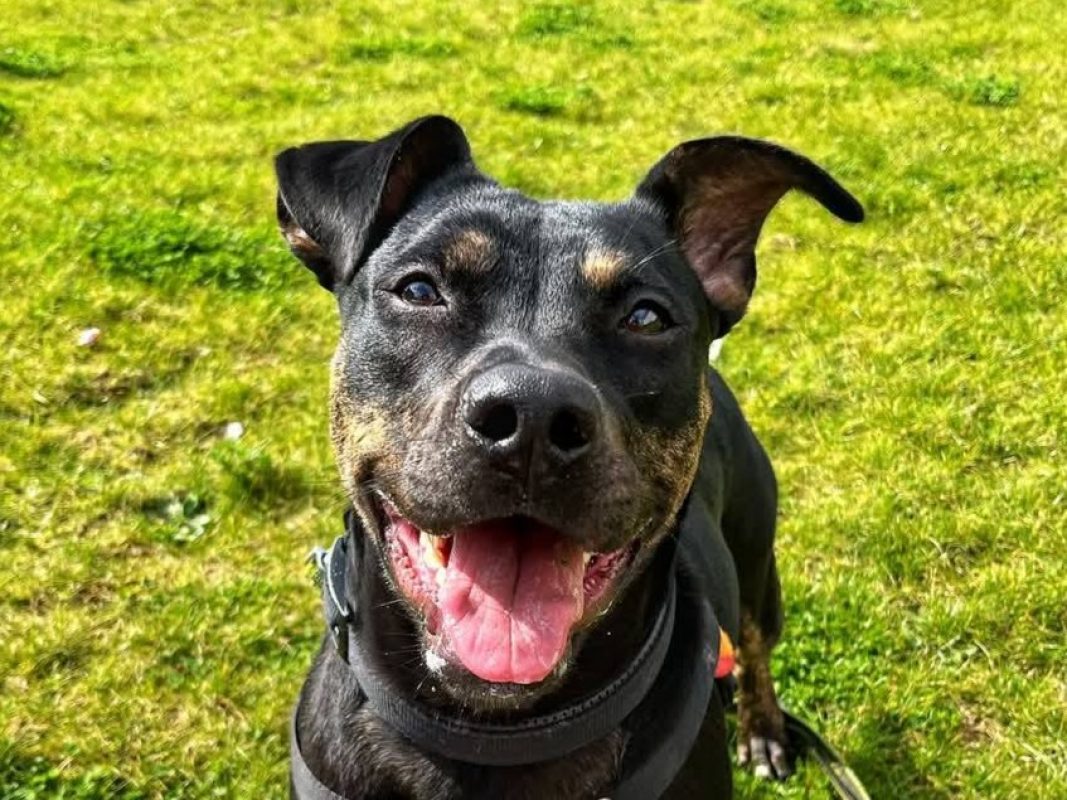 Chaya - Chien à adopter