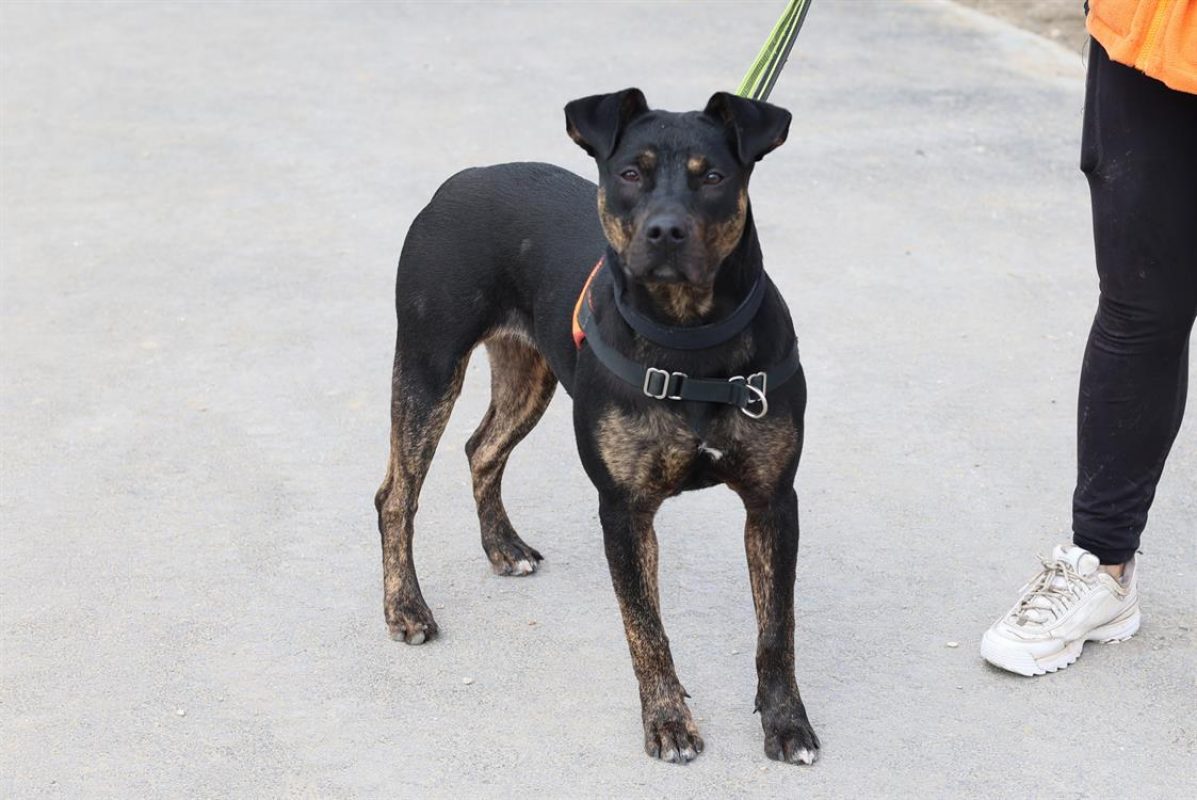 Chaya - Chien à adopter - photo 2