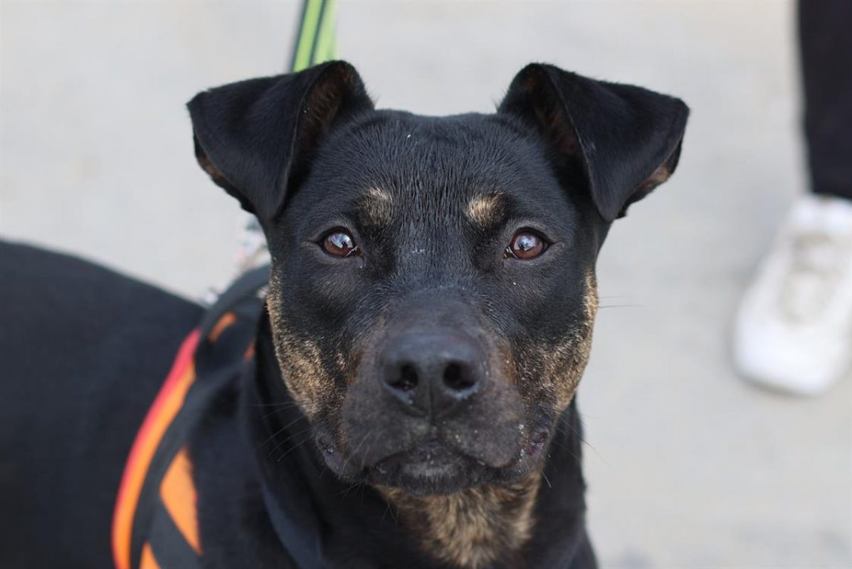Chaya - Chien à adopter - photo 4