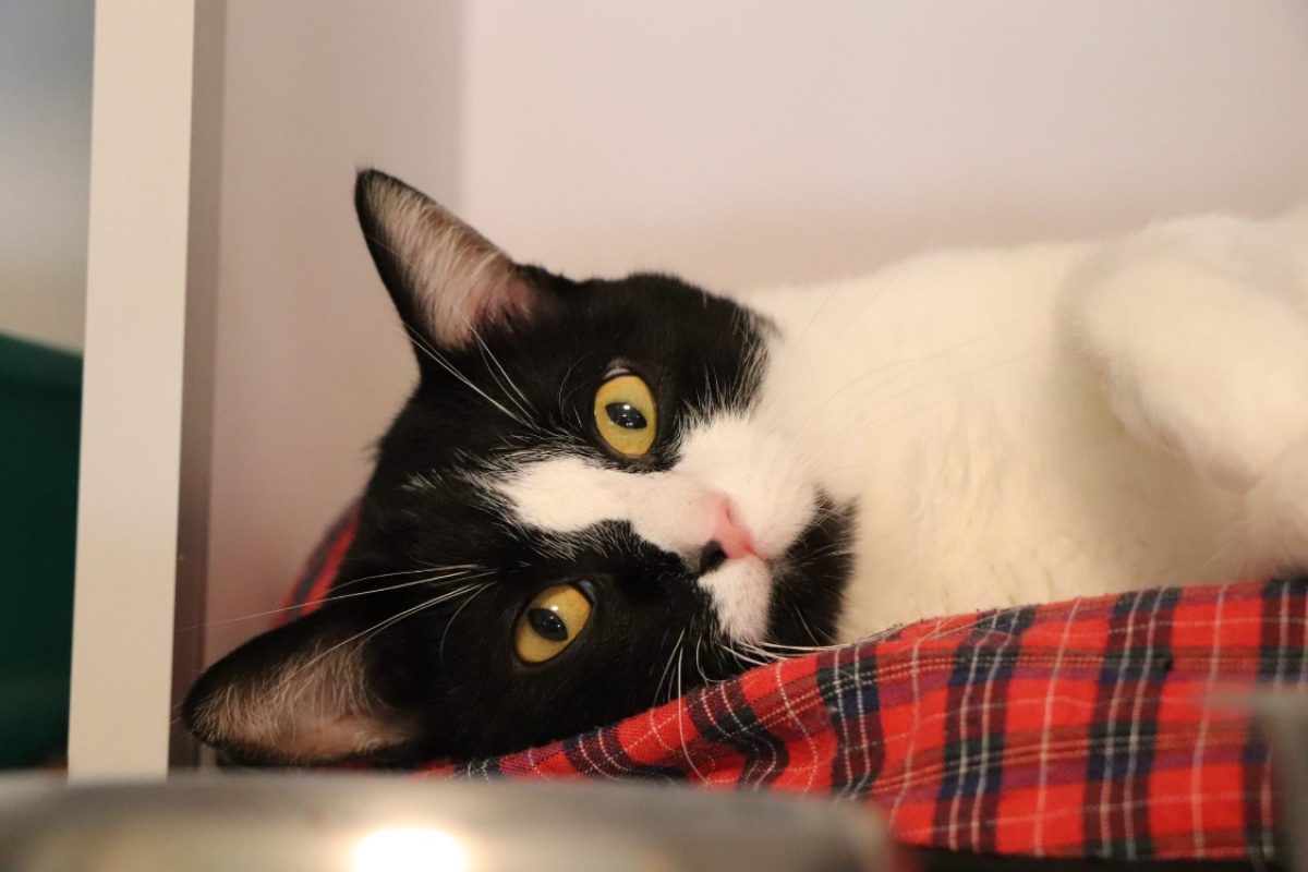 Rapido - Chat Européen à adopter