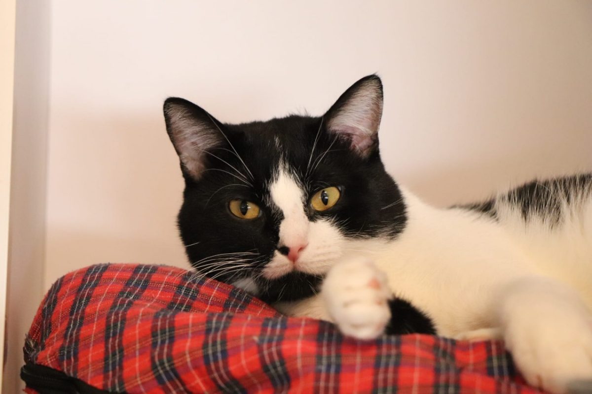 Rapido - Chat Européen à adopter - photo 2