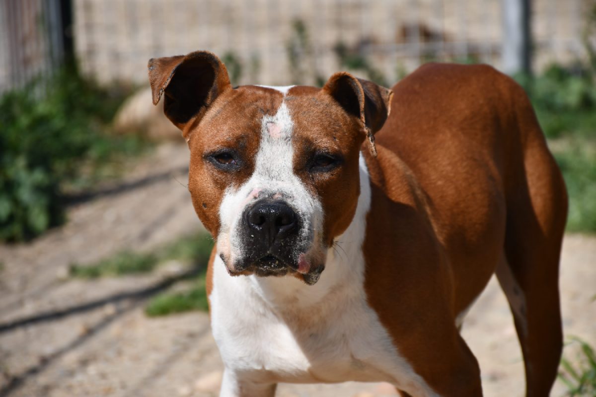 Star - Chien Bouledogue Américain à adopter
