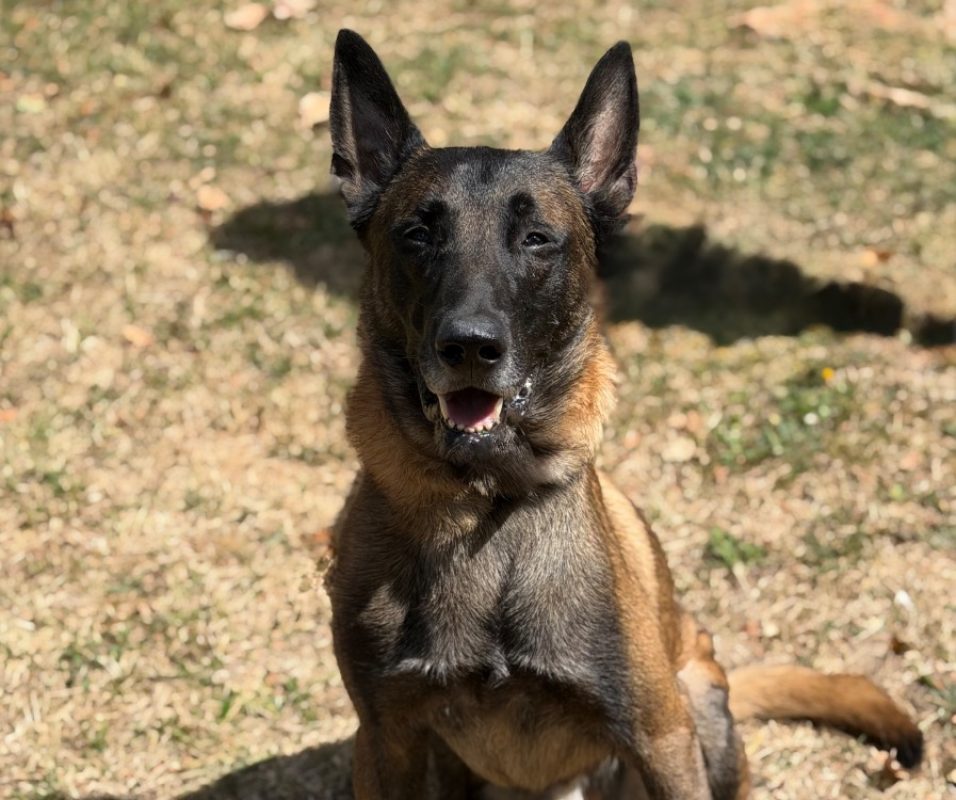 Seven - Chien Berger Belge Malinois à adopter