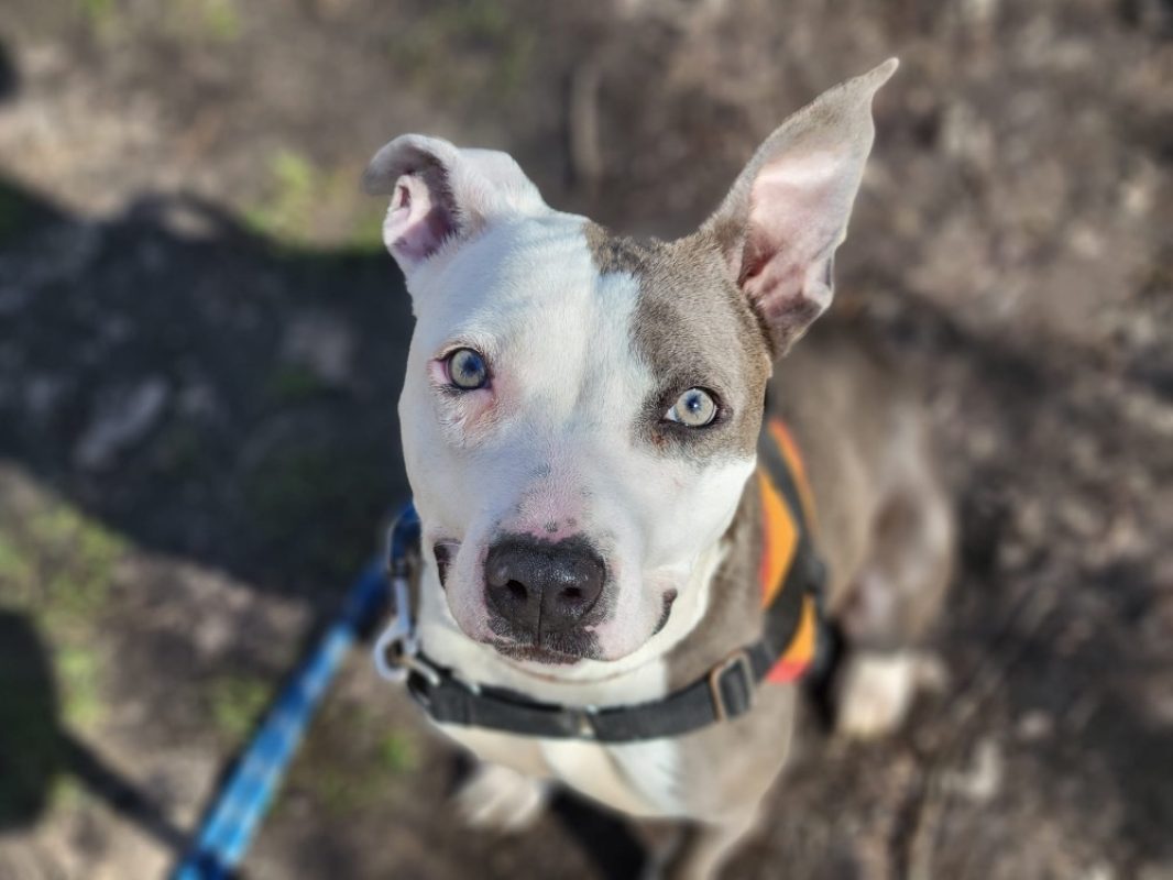 Amy - Chien à adopter