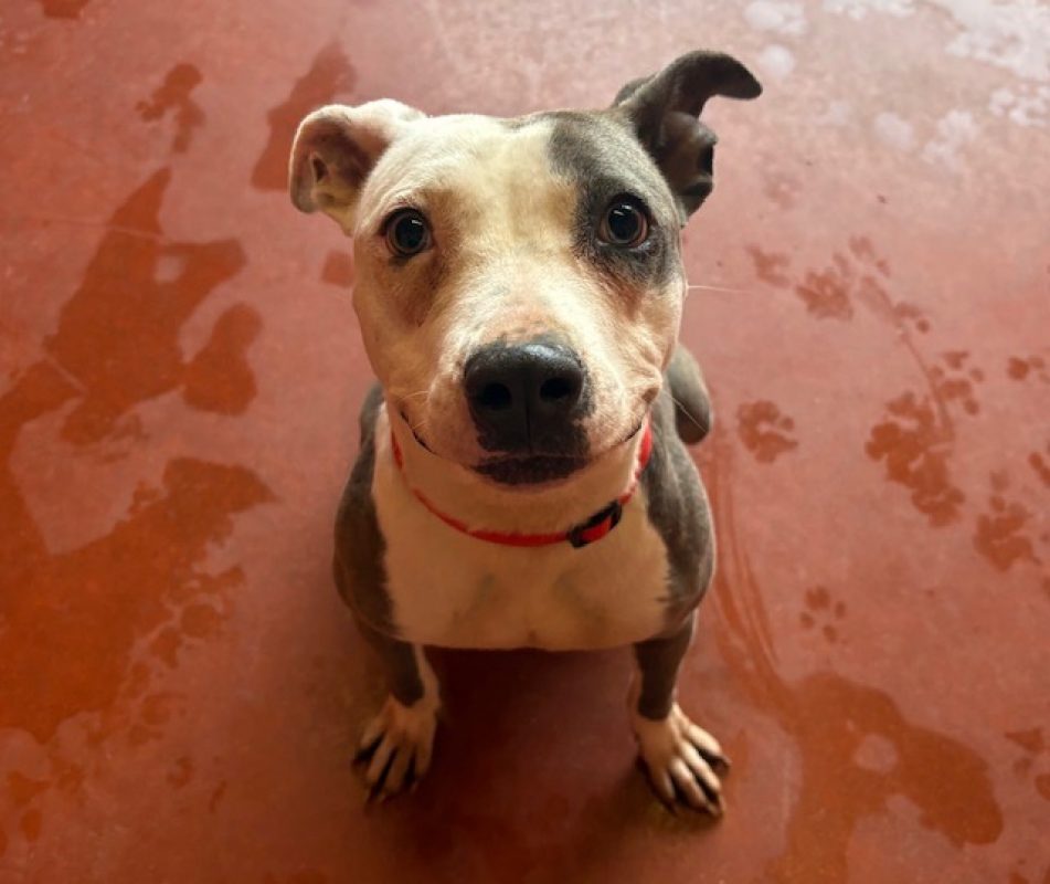Amy - Chien à adopter - photo 2