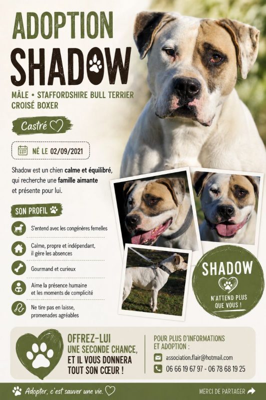Shadow - Chien Staffordshire Bull Terrier x Boxer à adopter