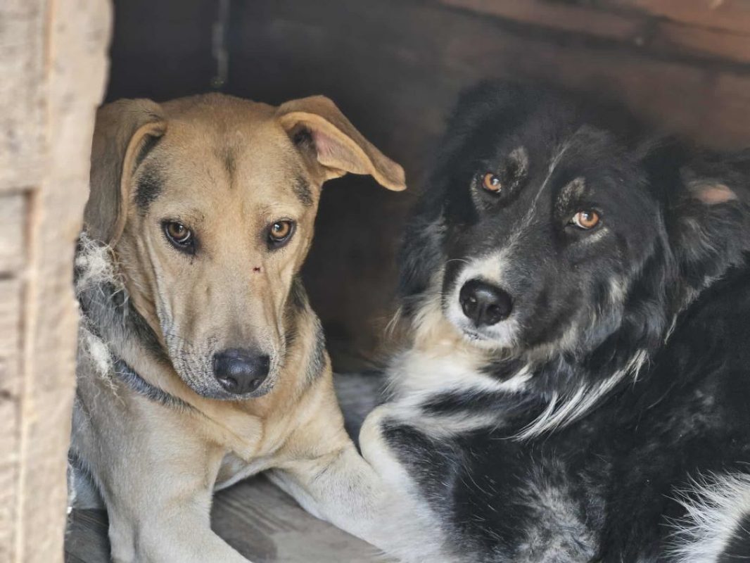Pancho - Chien à adopter - photo 2