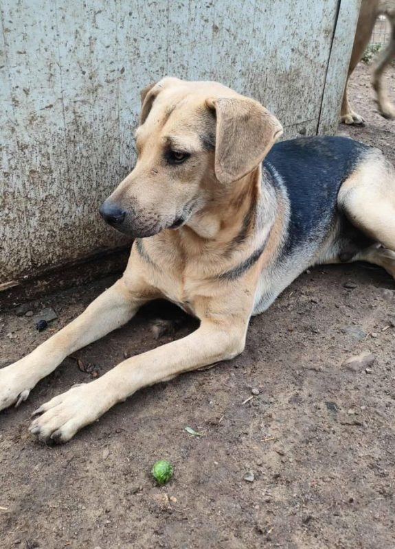 Pancho - Chien à adopter - photo 3