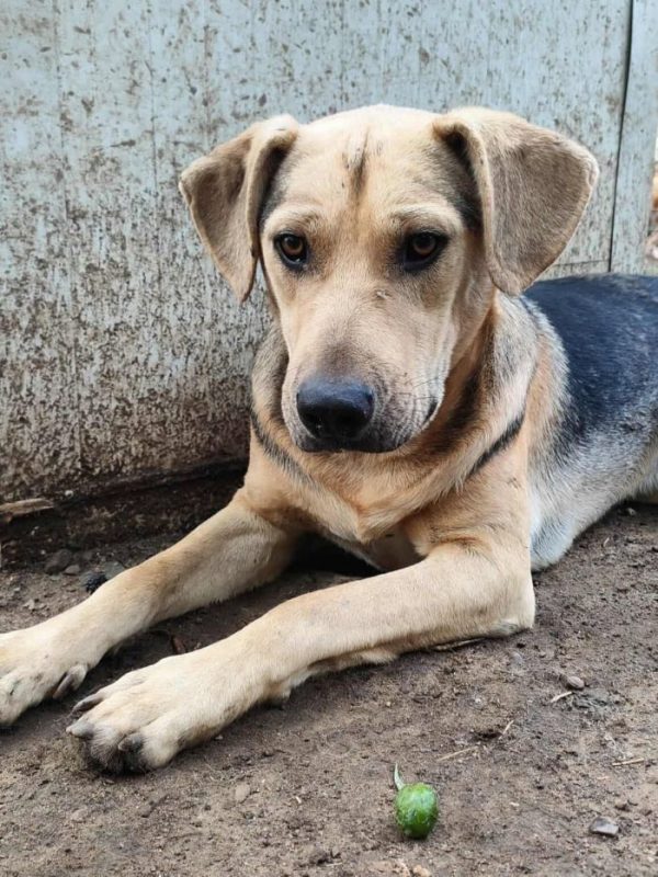 Pancho - Chien à adopter - photo 5