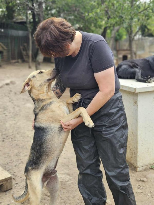 Pancho - Chien à adopter - photo 4