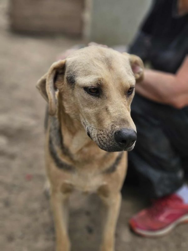 Pancho - Chien à adopter