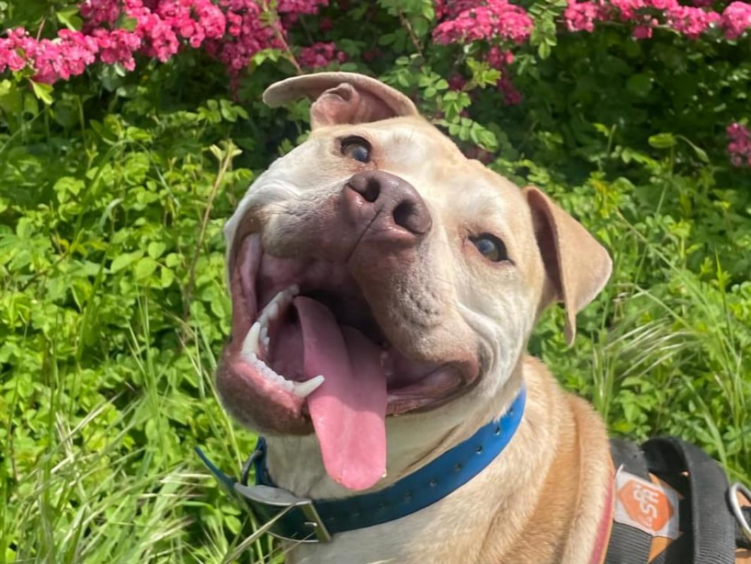 Atila - Chien à adopter