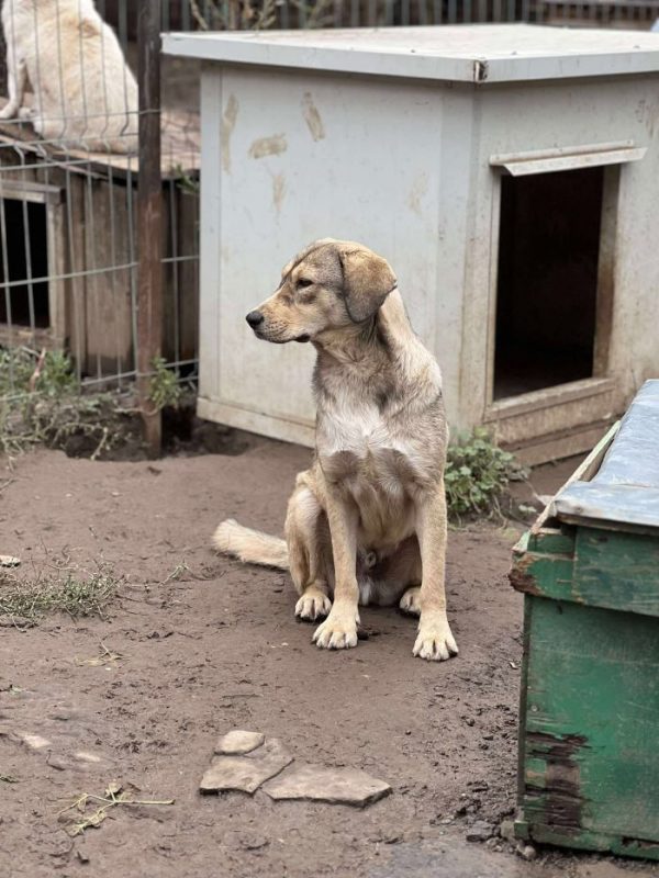 Rancho - Chien à adopter - photo 2