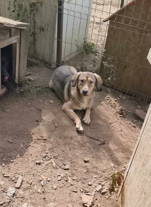 Rancho - Chien à adopter - photo 4