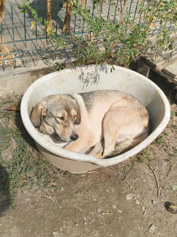 Rancho - Chien à adopter - photo 5