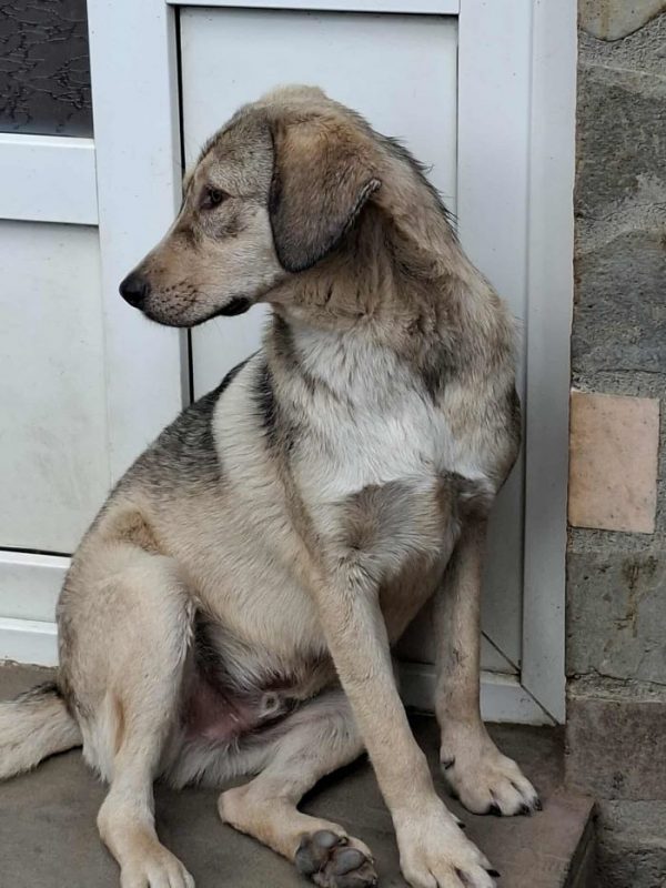 Rancho - Chien à adopter