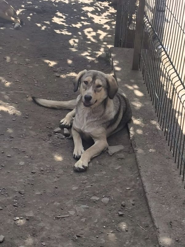 Rancho - Chien à adopter - photo 3