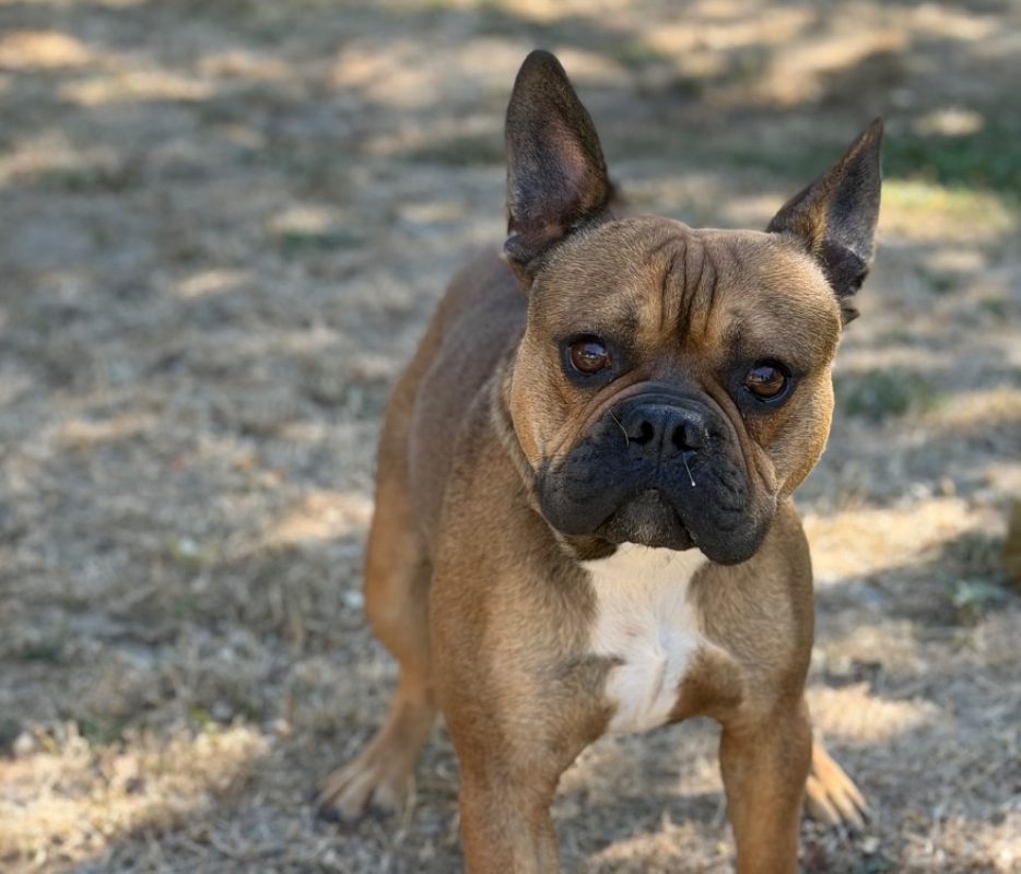 Bistro - Chien à adopter