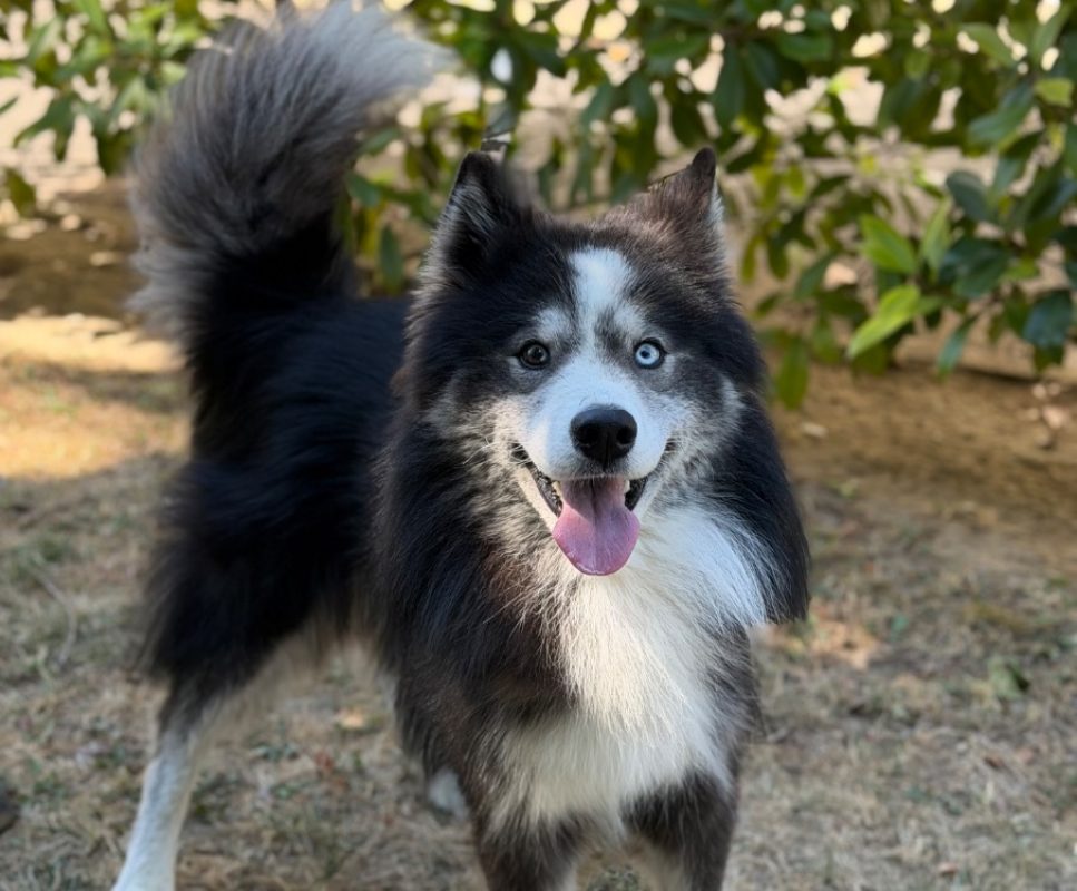 Baloo - Chien à adopter